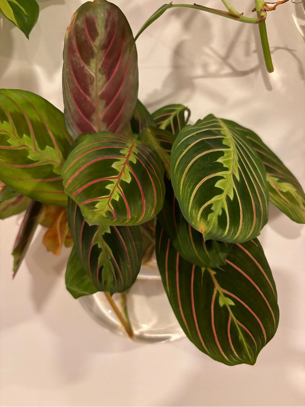 Green and Pink Prayer Plant (Maranta) Rooted Cuttings